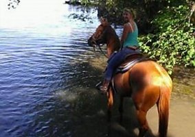 Warmblood (Warmblood, Gelding) in Mount Vision, NY