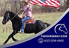 Fell Pony - Horse for Sale in Irvine, KY 40336 Fell Pony - Horse for Sale in Irvine, KY 40336