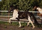 Friesian - Horse for Sale in Missoula, MT 59804