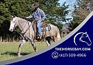 Friesian - Horse for Sale in Tompkinsville, KY 42167 Friesian - Horse for Sale in Tompkinsville, KY 42167