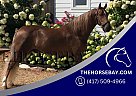 Tennessee Walking - Horse for Sale in Tullahoma, TN 37388 Tennessee Walking - Horse for Sale in Tullahoma, TN 37388
