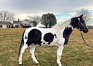 Spotted Saddle - Horse for Sale in Shelbyville, TN 37161 Spotted Saddle - Horse for Sale in Shelbyville, TN 37161