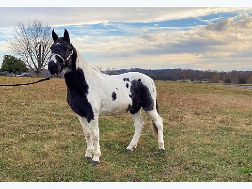 Gentle, Gaited, Trail Gelding