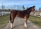 Jack~Rabbit - Gelding in EdenValley, ON Jack~Rabbit - Gelding in EdenValley, ON