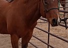 Quarter Horse - Horse for Sale in Doyle, CA 96109 Quarter Horse - Horse for Sale in Doyle, CA 96109