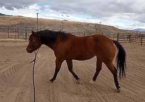 Horse (Quarter Horse, Mare) in Doyle, CA
