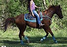 Appendix Mare for Sale in Mooresville, North Carolina Klassy