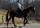 Standardbred - Horse for Sale in Abingdon, VA 24211