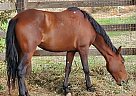 Mare for Sale In Washington Ruby Slipper