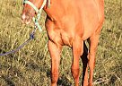 Paint - Horse for Sale in Stephenville, TX 76401
