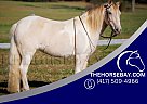 Pony - Horse for Sale in Auburn, KY 42206