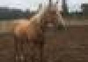 Sunny (Quarter Horse, Gelding) in Sandy, OR