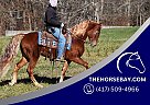 Tennessee Walking - Horse for Sale in Parkers Lake, MO 42634 Tennessee Walking - Horse for Sale in Parkers Lake, MO 42634