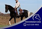 Tennessee Walking - Horse for Sale in Jamestown, KY 42629