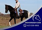 Tennessee Walking - Horse for Sale in Jamestown, KY 42629 Tennessee Walking - Horse for Sale in Jamestown, KY 42629
