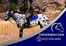 Appaloosa - Horse for Sale in Fort Collins, CO 80534