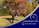 Mule - Horse for Sale in Tompkinsville, KY 42166 Mule - Horse for Sale in Tompkinsville, KY 42166
