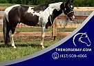 Paint - Horse for Sale in Woodburn, KY 42170