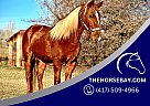 Quarter Horse - Horse for Sale in Fort Collins, CO 80534 Quarter Horse - Horse for Sale in Fort Collins, CO 80534