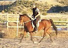 Versatile, Well Broke Arabian Arabian Mare