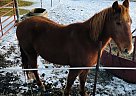 Skip - Gelding in Sebeka, MN Skip - Gelding in Sebeka, MN