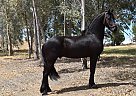 Friesian - Horse for Sale in Los Angeles, CA 90001