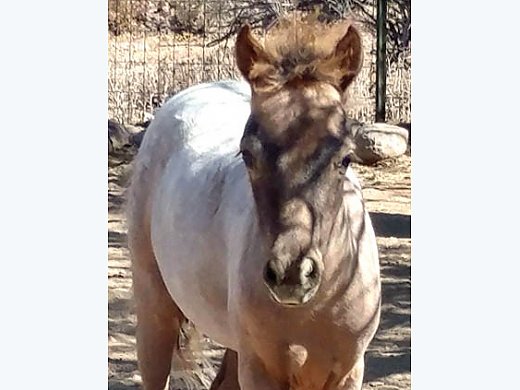 A/R Mini Appy Filly