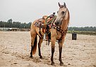 Quarter Horse - Horse for Sale in Monett, MO 65708 Quarter Horse - Horse for Sale in Monett, MO 65708