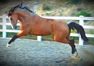 Beautiful Buckskin Andalusian Corazon de Oro