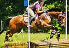 Thoroughbred Gelding for Sale in Rock Creek, Ohio Thoroughbred Gelding for Sale in Rock Creek, Ohio