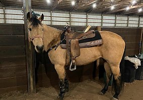 Quarter Horse (Quarter Horse, Mare) in New Albany, MS
