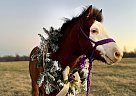 Pony - Horse for Sale in Lebanon, MO 65536 Pony - Horse for Sale in Lebanon, MO 65536