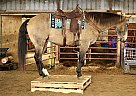 RUGGED - Gelding in Valley Springs, SD RUGGED - Gelding in Valley Springs, SD