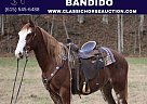 Draft - Horse for Sale in Tompkinsville, KY 42167 Draft - Horse for Sale in Tompkinsville, KY 42167