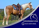 Quarter Horse - Horse for Sale in Fredericksburg, OH 44627 Quarter Horse - Horse for Sale in Fredericksburg, OH 44627