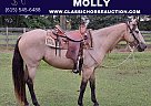 Quarter Horse - Horse for Sale in Tuskegee, AL 36083