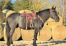 Draft - Horse for Sale in Taneyville, MO 65759