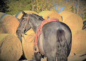 Draft (Percheron, Belgian, Clydesdale, Shire) (Draft (Percheron, Belgian, Clydesdale, Shire), Gelding) in Taneyville, MO