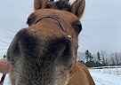 chumley - Gelding in EdenValley, ON chumley - Gelding in EdenValley, ON