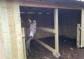Donkey (Donkey, Mare) in Felicity, OH