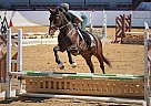 Thoroughbred - Horse for Sale in Goleta, CA 93111