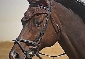 Thoroughbred (Thoroughbred, Gelding) in Goleta, CA
