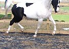Dutch Warmblood - Horse for Sale in Bude, ex230h Dutch Warmblood - Horse for Sale in Bude, ex230h