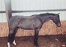 - Gelding in Greenfield Township, PA - Gelding in Greenfield Township, PA