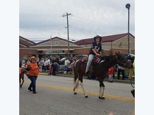 Spotted TWH Mare