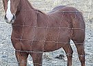 Yearling Filly for Sale Sheba