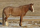 Tennessee Walking - Horse for Sale in Rapid City, SD Tennessee Walking - Horse for Sale in Rapid City, SD