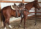 Clyde - Gelding in Redfield, SD Clyde - Gelding in Redfield, SD