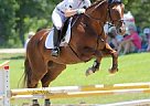 Training Packer Thoroughbred Gelding
