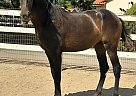 Andalusian - Horse for Sale in SAN DIEGO, CA 91902